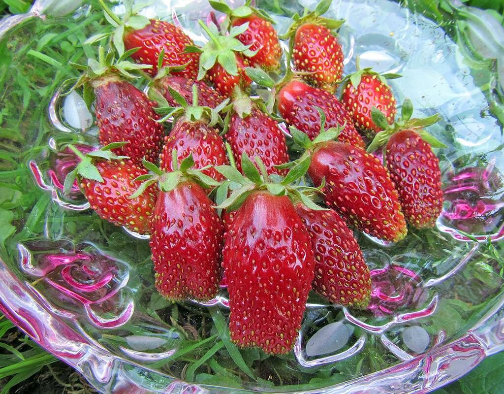 Земклуника Купчиха