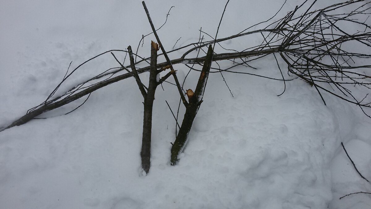                                                                          будущая кормушка