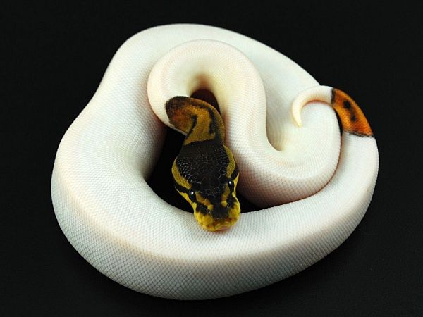 Рецессивная мутация змеи. Источник изображения: allthatsinteresting.com