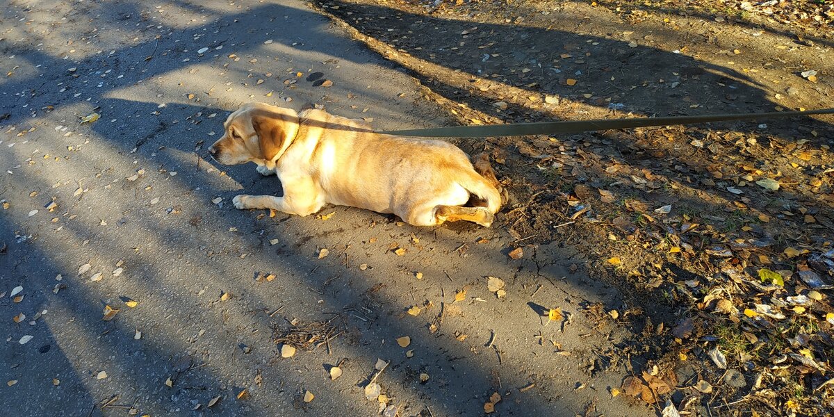 Вот такой Черри нашли волонтёры