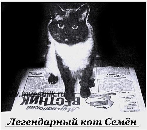 Единственное доступное фото кота Семёна из газеты «Мурманский вестник».
