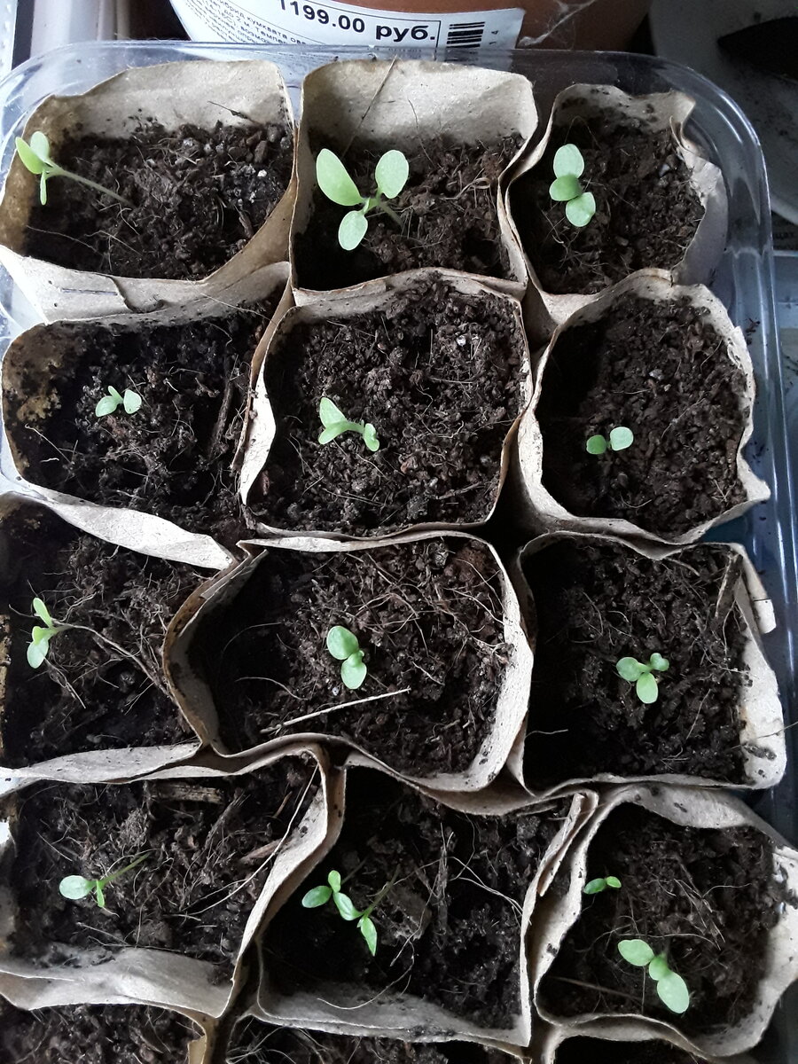 28.03, полноценный настоящий лист