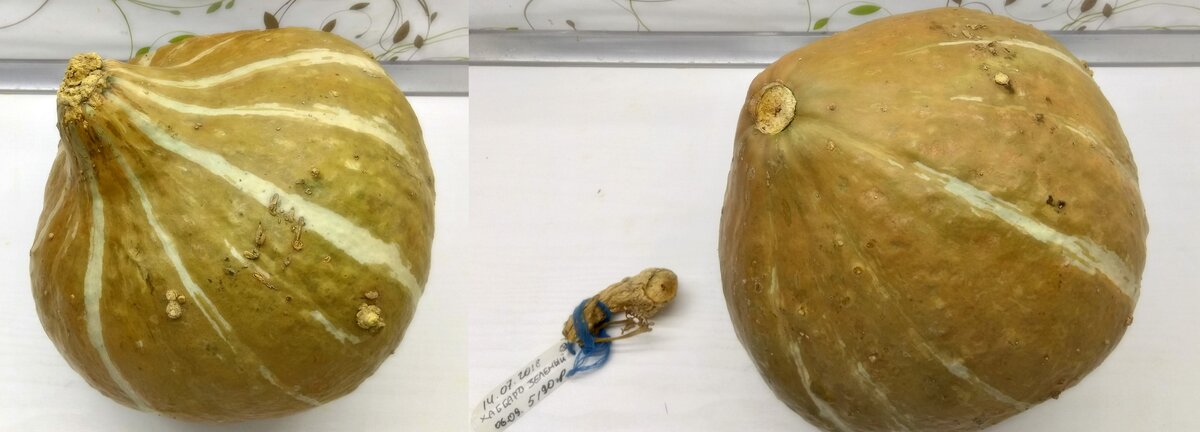 25.03.2019 Тыква Зелёный Хаббард / Green Hubbard Squash