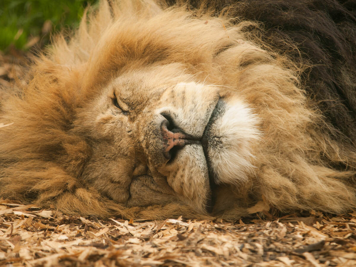 Sleeping lion перевод