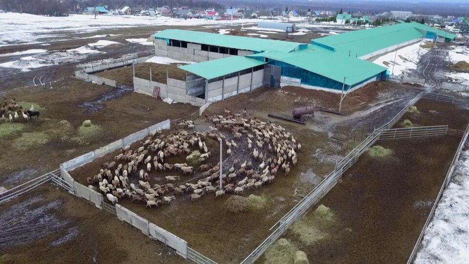 В хозяйстве Хасана Идиятуллина стремятся сохранить и улучшить чистокровную башкирскую породу лошадей. Миндубай — родоначальник новой отдельный линии пород, Когда он выходит на старт, говорят ему нет равных. По мнению коневладельца, в России и Башкирии у этого направления большое будущее. Но без поддержки государства не обойтись. К счастью, сейчас она есть. Это и позволяет фермерам развиваться.