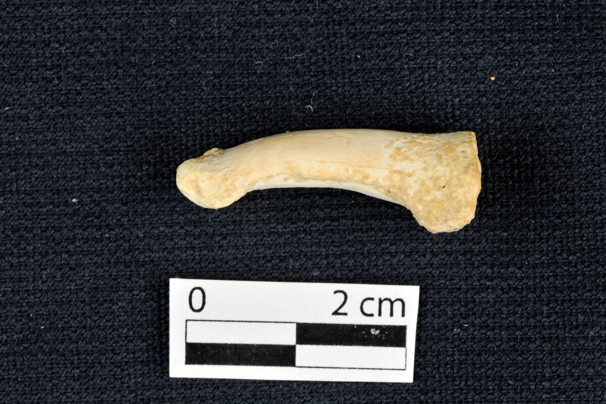 Фото: Callao Cave Archaeology Project