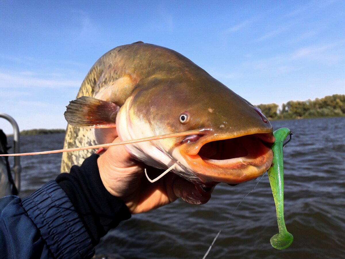 Изображения взято с ресурса Яндекс.Картинки 