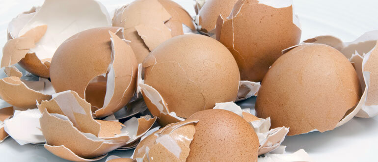 Яичная скорлупа - хорошее удобрение