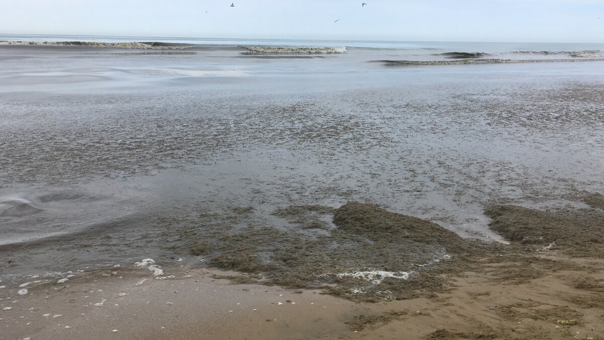 Анапа море зацвело