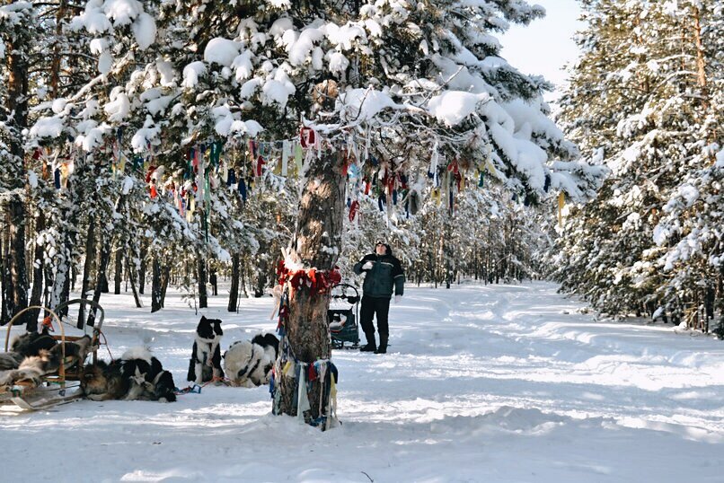 Увешанное лоскутами дерево прекрасно видно в любое время суток 