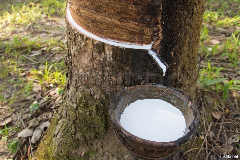 млечный сок 