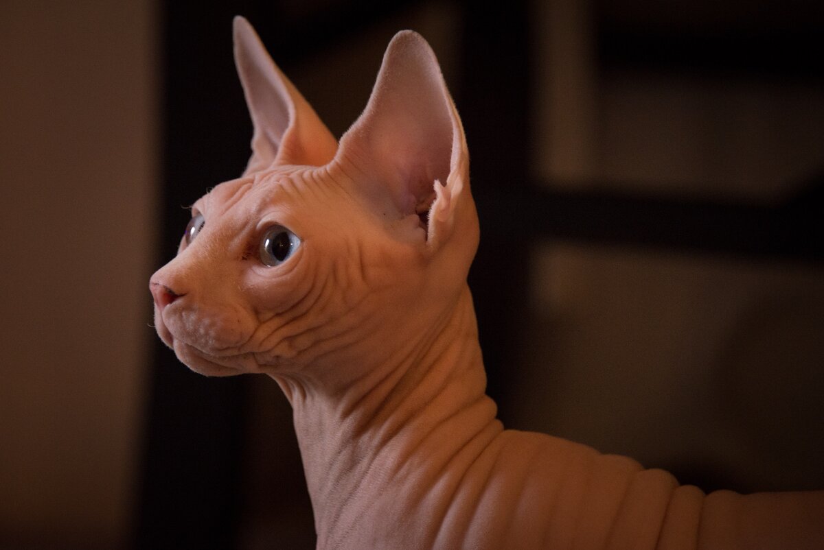 Сфинкс кошка. Канадский сфинкс. Sphynx Cat. Лысый сфинкс. Мордочка сфинкса