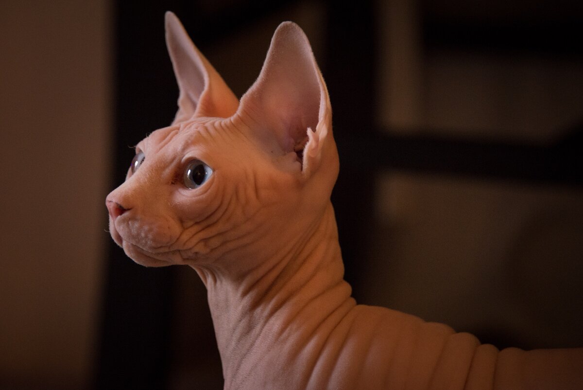 Кошки сфинксы фото. Канадский сфинкс. Sphynx Cat. Лысый сфинкс. Мордочка сфинкса.