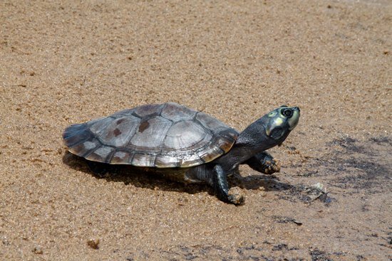 Сухопутная черепаха (Testudo hermanni) : содержание в домашнем террариуме