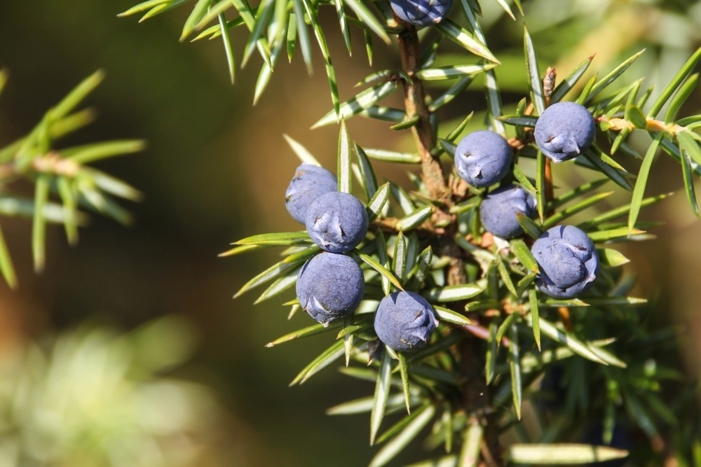 Можжевельник виды. Можжевельник Juniperus communis. Шишкоягоды можжевельника. Можжевельник обыкновенный (Juniperus communis l.). Шишкоягода можжевельника это.