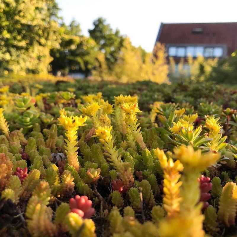 Фото by Caroline Thomas https://www.instagram.com/p/BzTe5u5IWND/