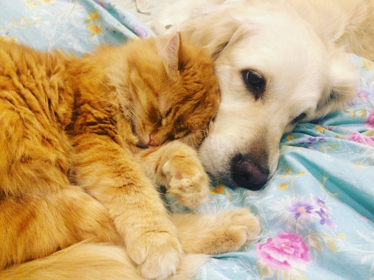 Рыжик с собакой Умкой