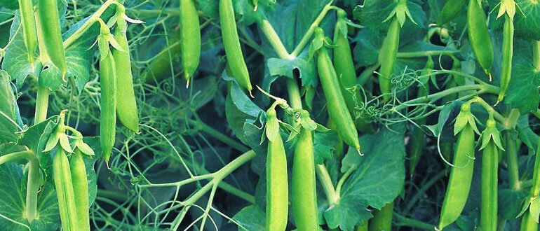 Горох культура не простая, как кажется на первый взгляд