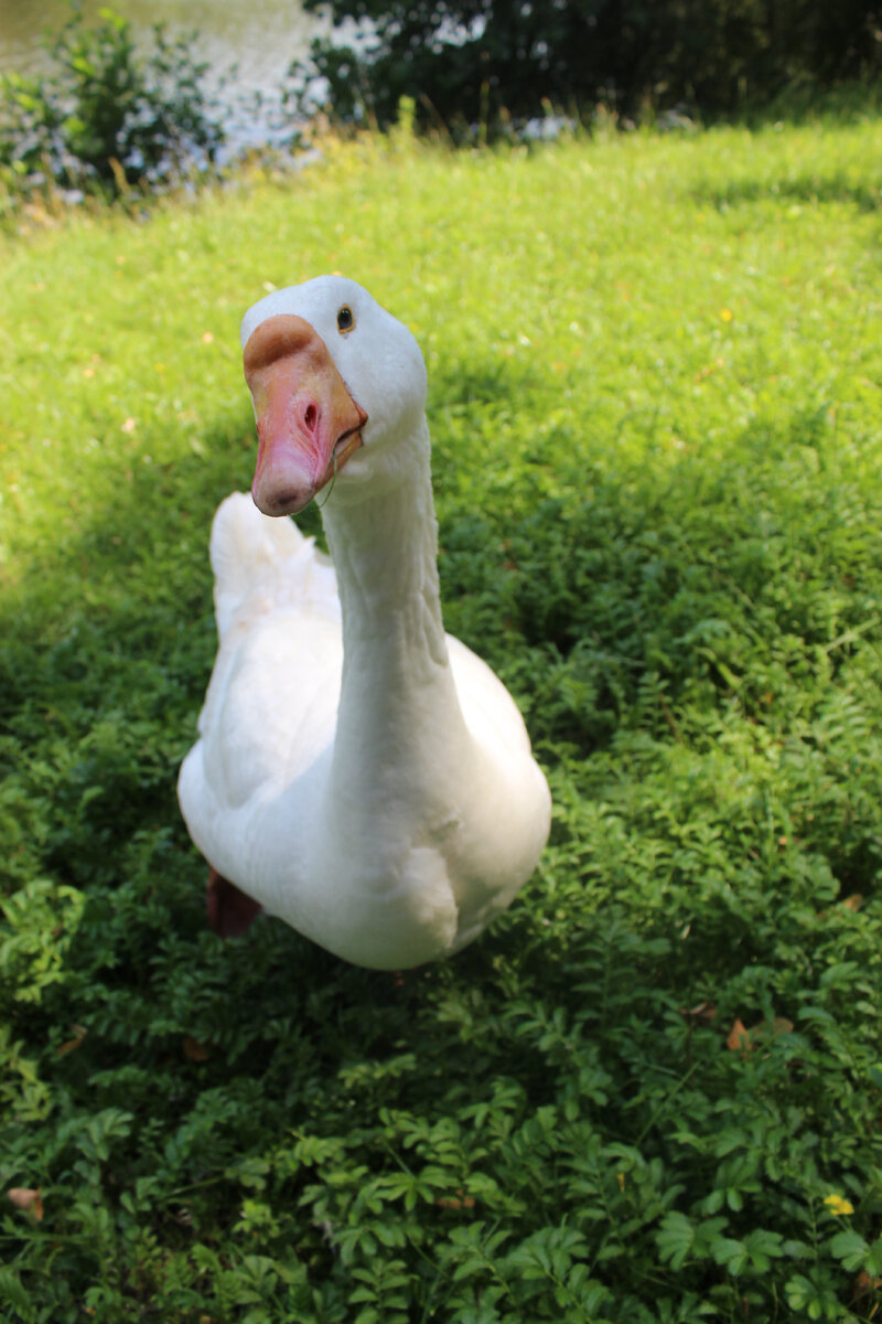 11 гусь. 11 гусь. Окрас холмогорских гусей. 11 гусь. Садовая фигура.