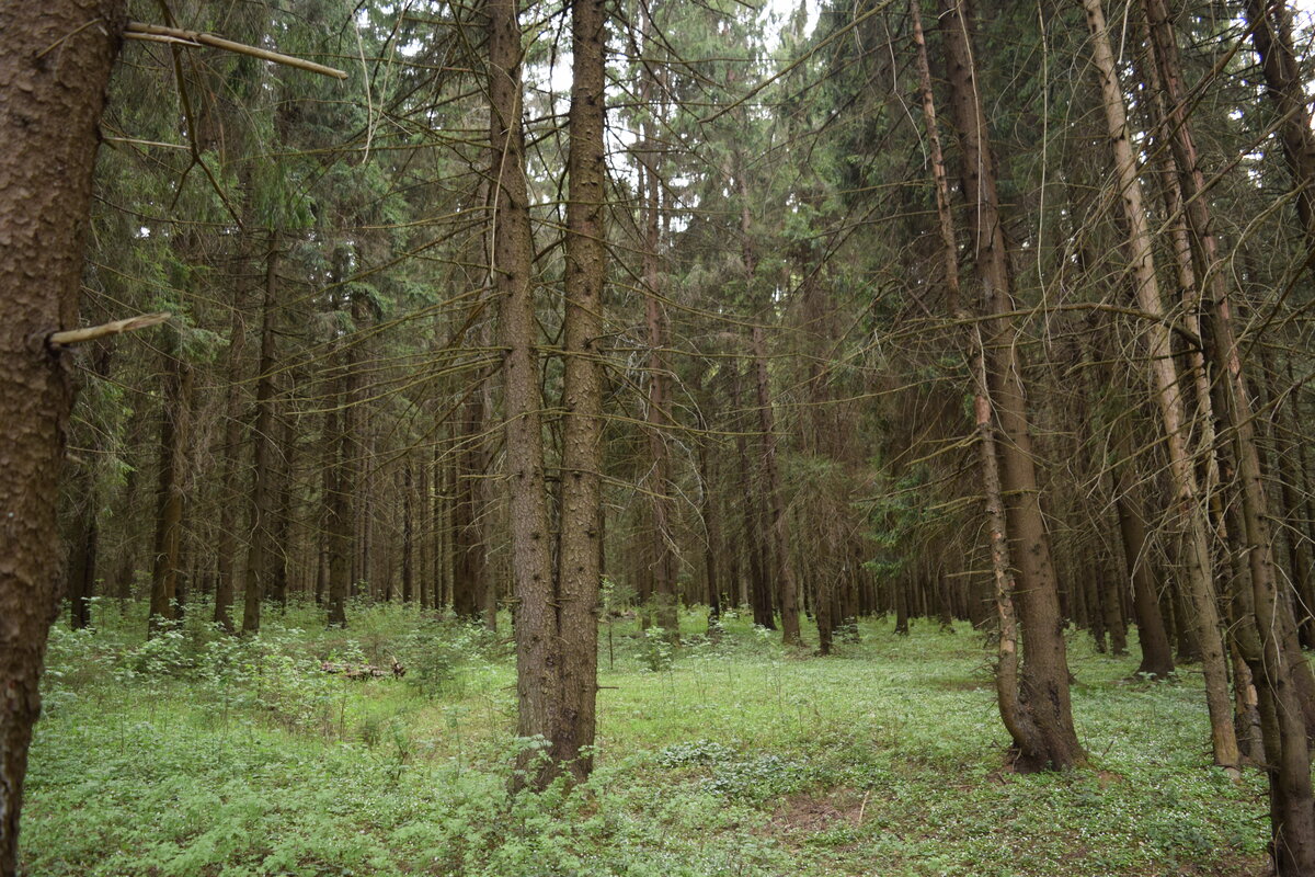 Хвойный лес подзоны южной тайги...