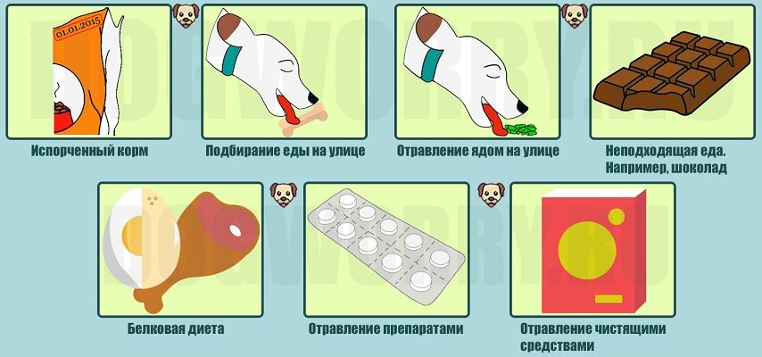 Можно ли собакам парацетамол. Отравление домашних животных. Пищевые отравления животных.