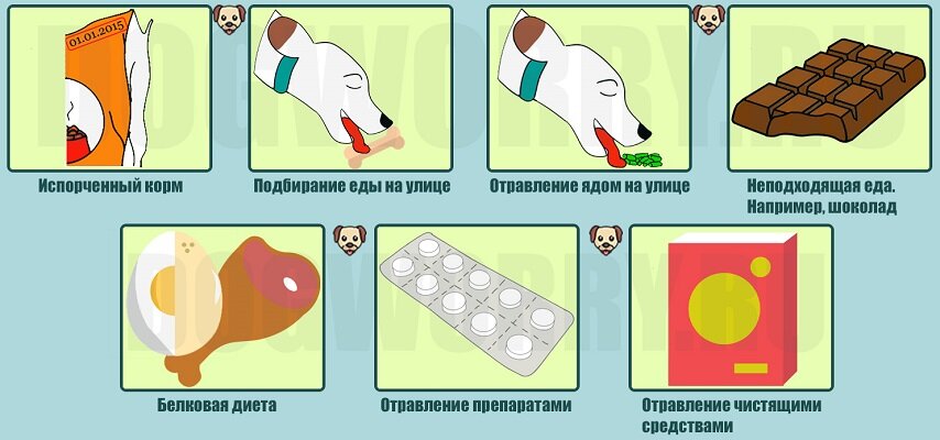 
Важно! Нельзя давать собакам обычные жаропонижающие лекарства – парацетамол, ибупрофен, анальгин.