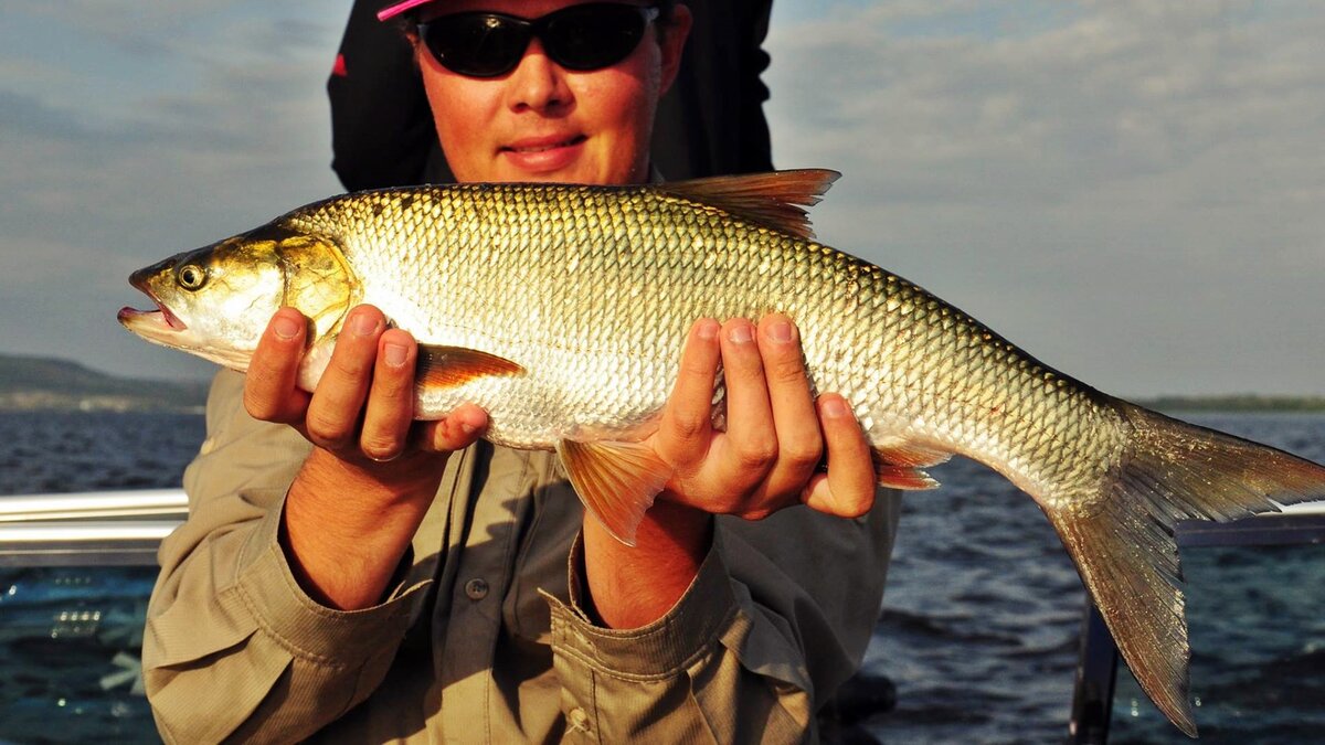 Волжский жерех. Фото: kudinovfishing.ru