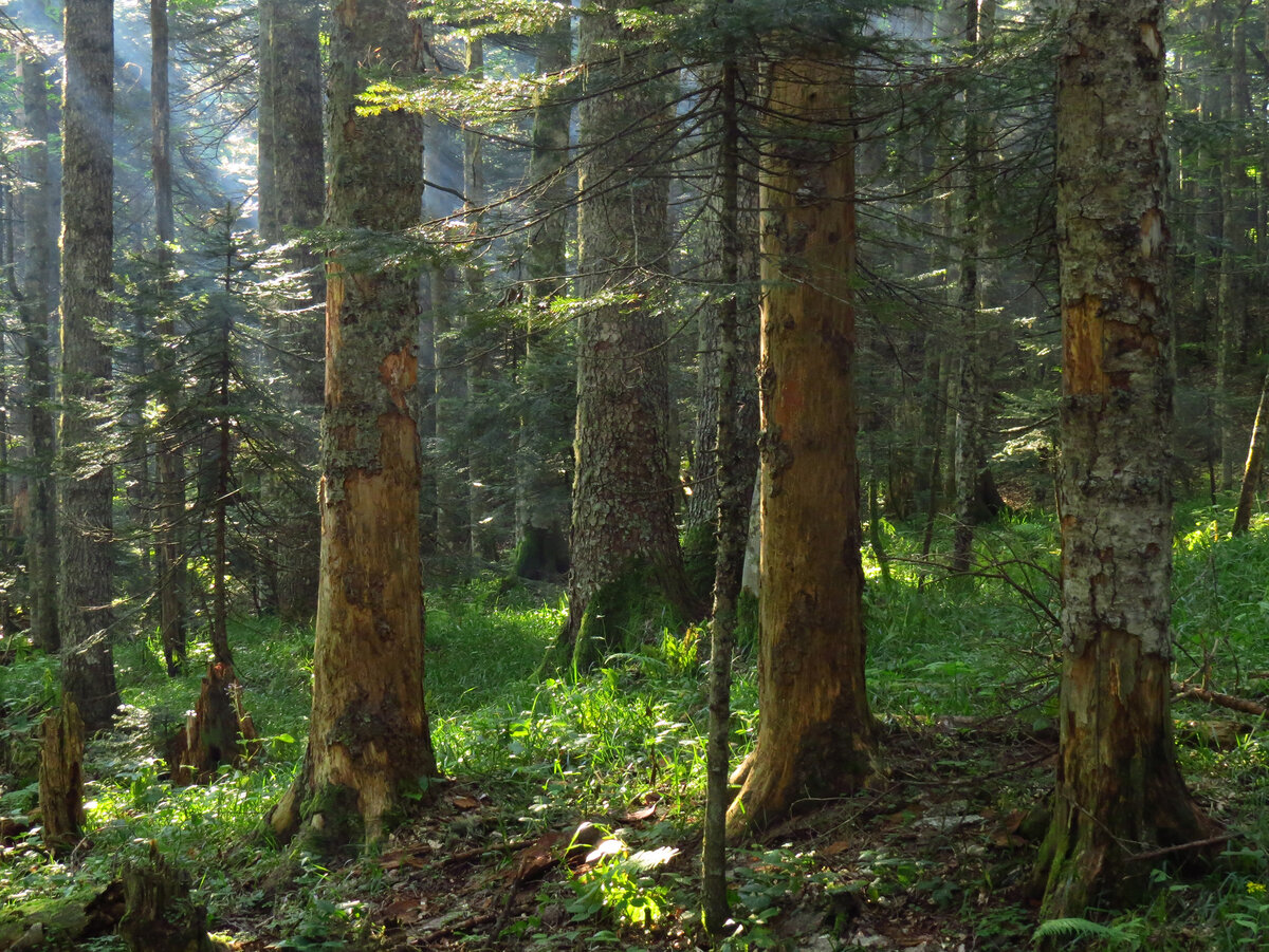 Fir forest. Елово Пихтовый лес. Темнохвойная Пихтовая Тайга Сибирь. Елово-Пихтовый лес Кавказа. Кедрово Пихтовый лес.