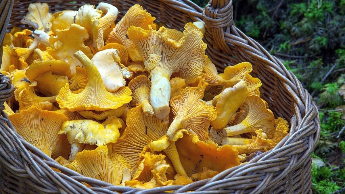 Рыжее лесное золото