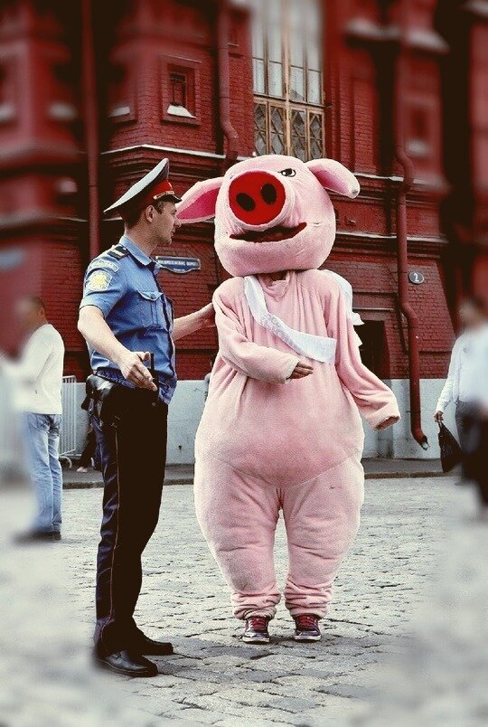 Фото из личного архива: Хрюша.