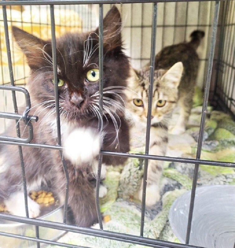 "Кому зайца. Побегайца"