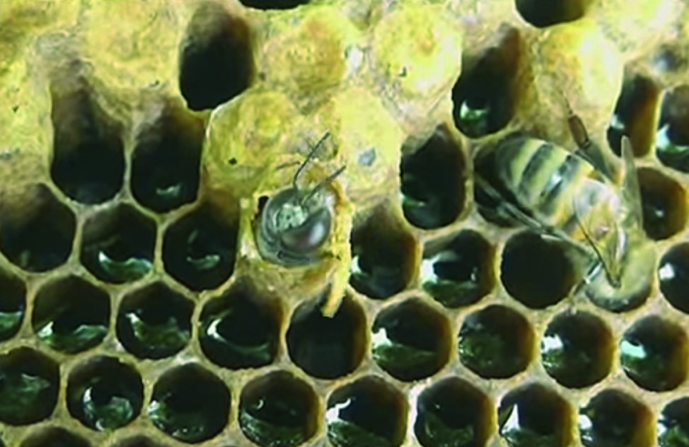 Рождение трутня