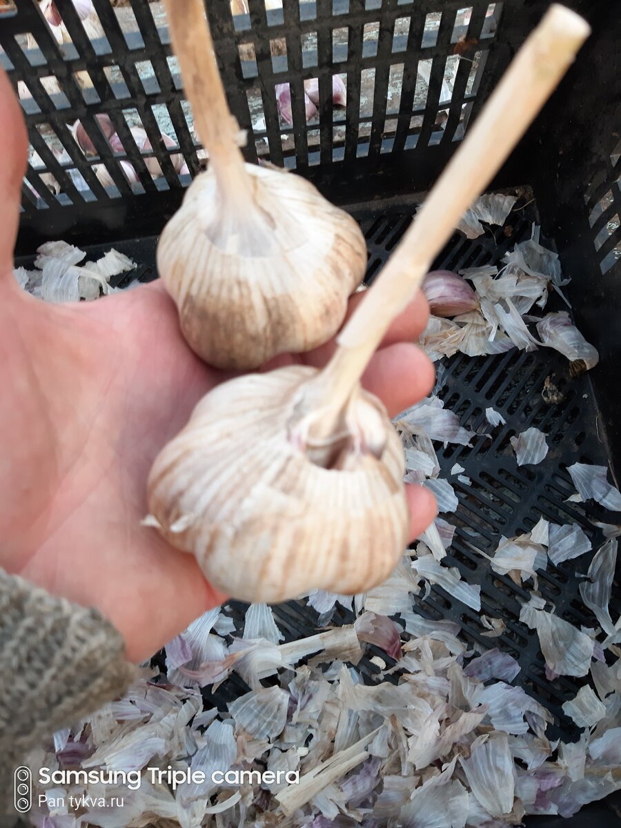 Отличный чесночек,  местный надёжный сорт!