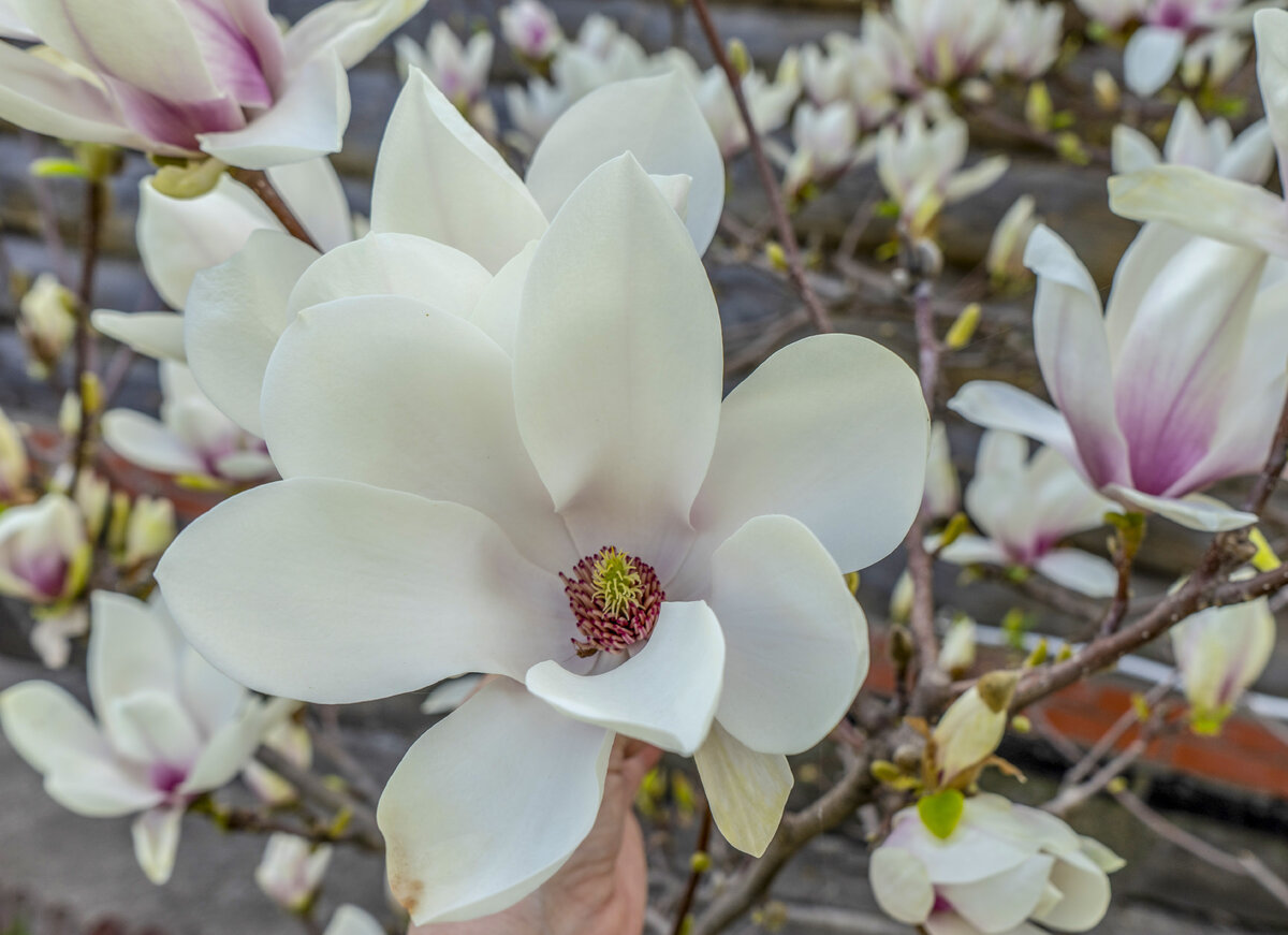 Les fleurs sunny magnolia