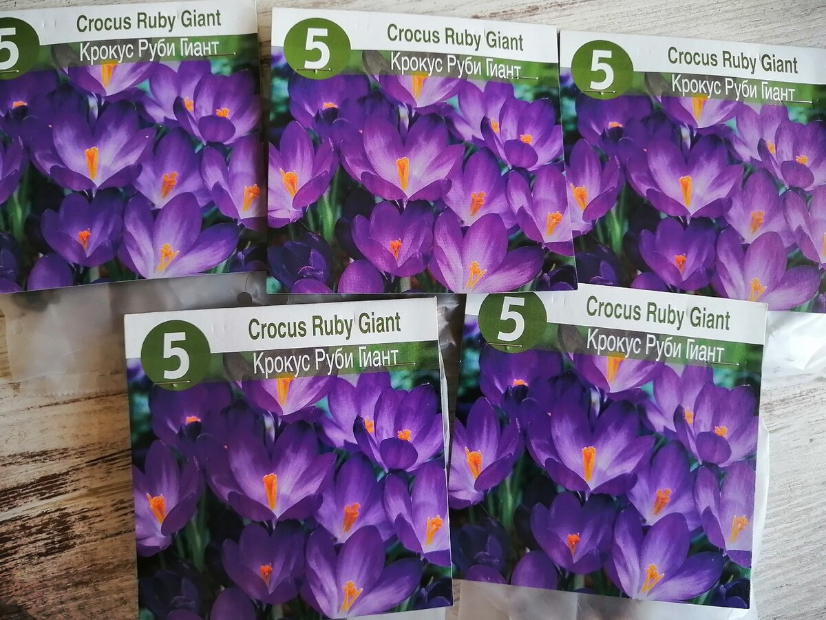 Крокус Руби Гиант. Упаковка 5 шт. цена 39,9 р., высота 10 см, цветет февраль-март