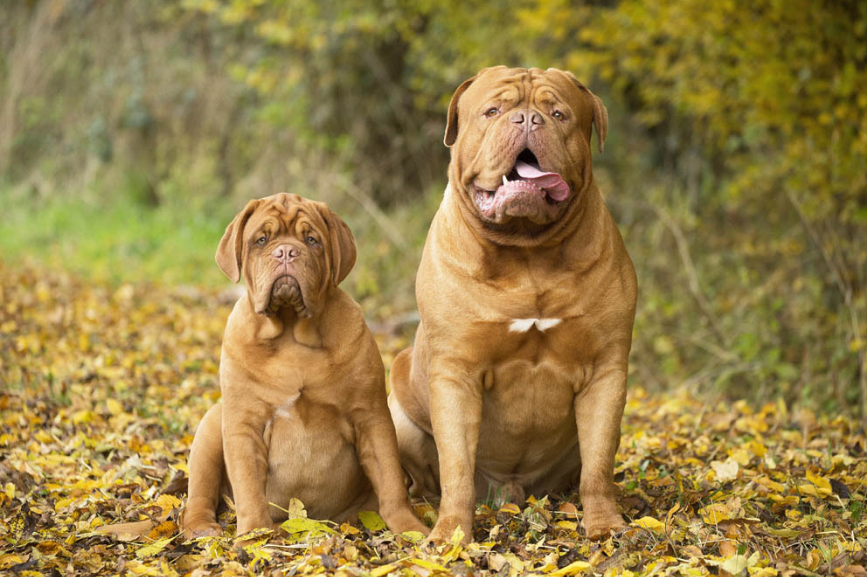 Бордос. Бордосский дог. Французский мастиф. Dogue de Bordeaux порода. Бордосский дог картинки.