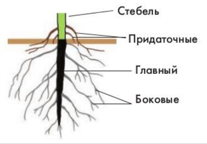 Виды корней