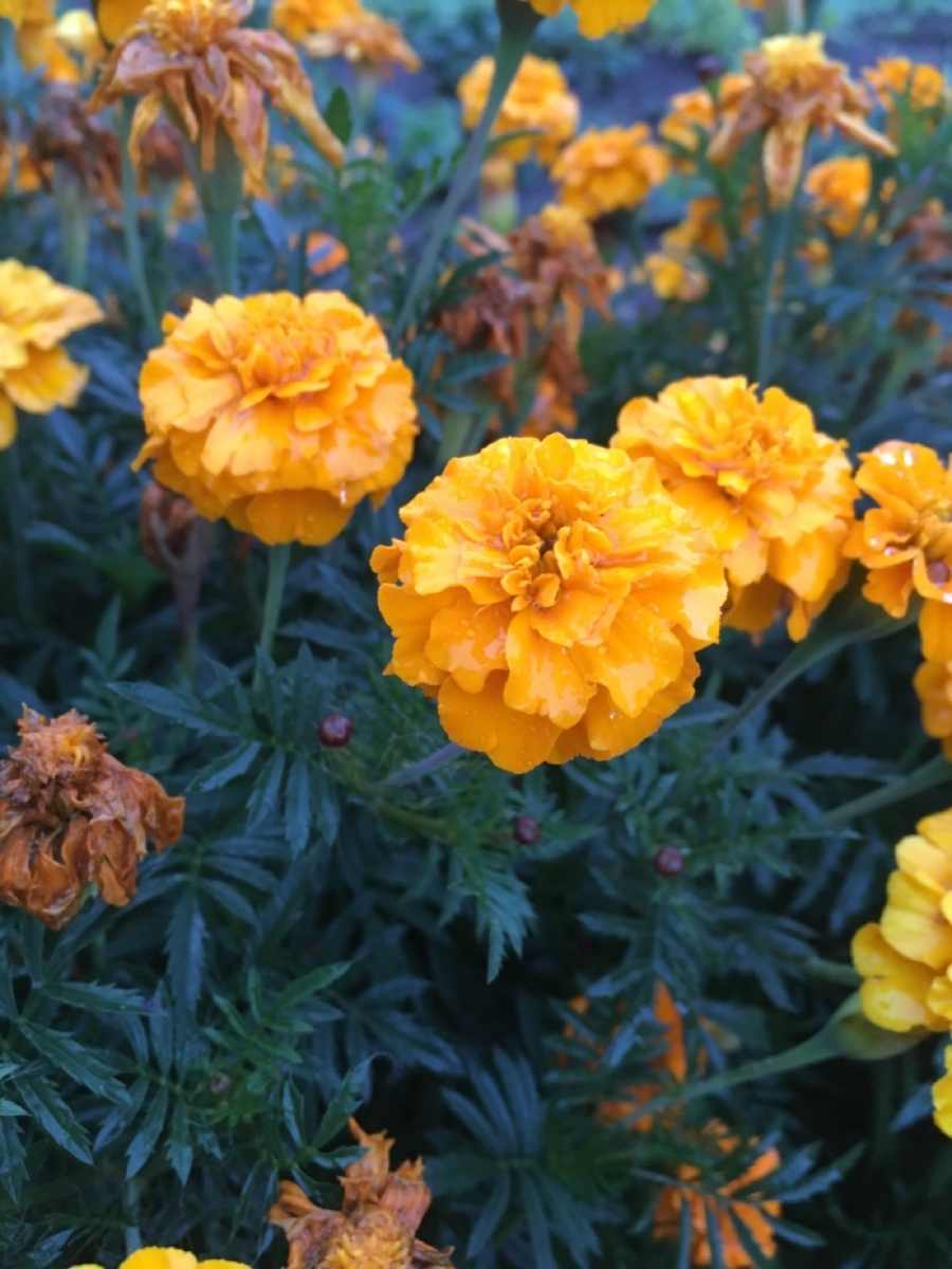 Смешные слова на белорусском языке