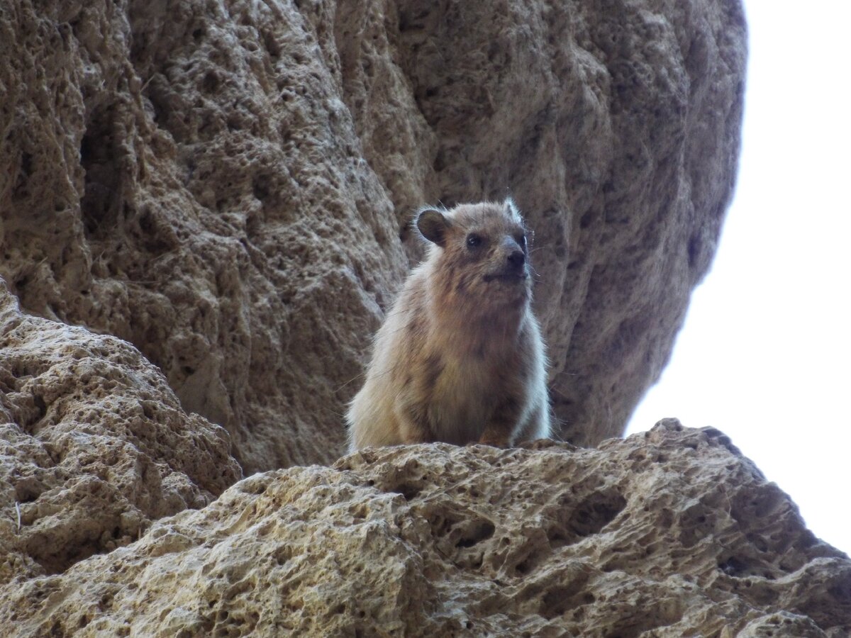 Скалистый даман фото