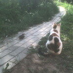 Сонька поймала дрозда