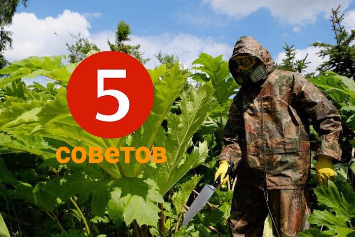 Как избавиться от сорняков? 5 советов для эффективной борьбы 