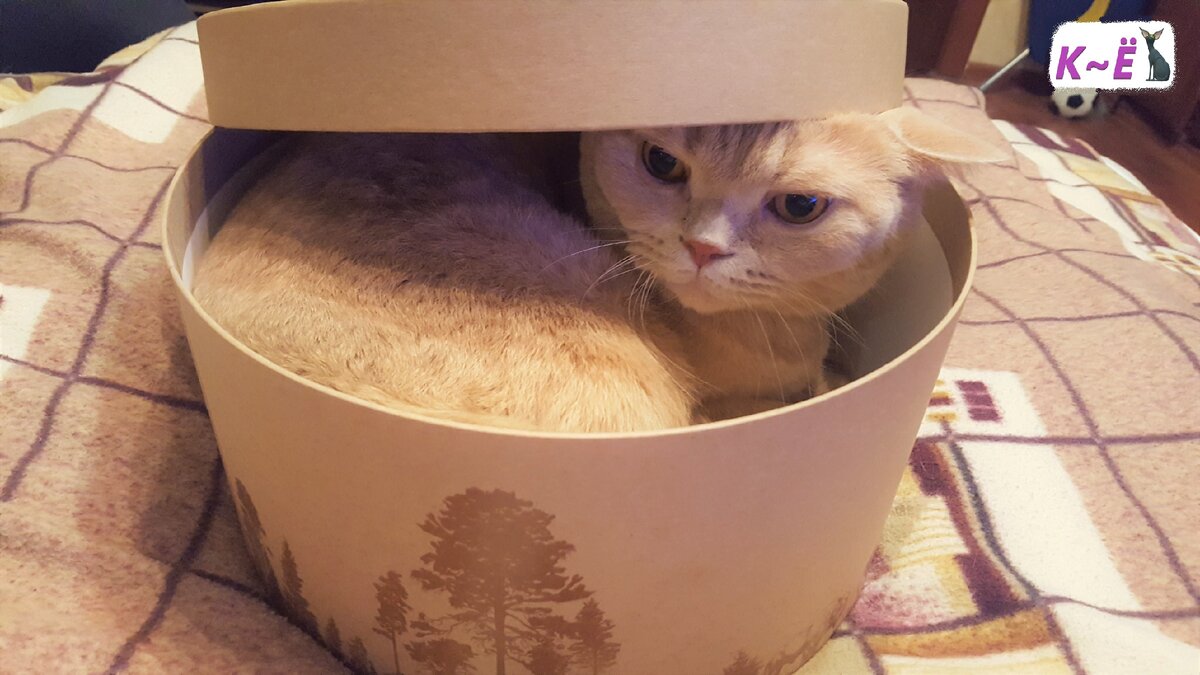 Кот Матвей в шляпной коробке