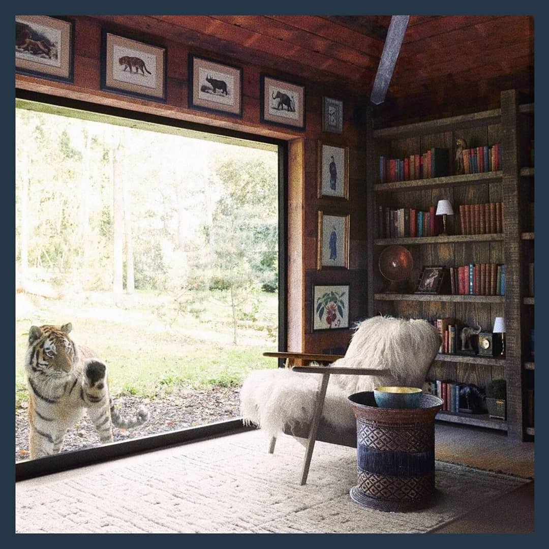 Тигр хоть и просится внутрь, в дом точно не попадет. Фото @portlympnepark