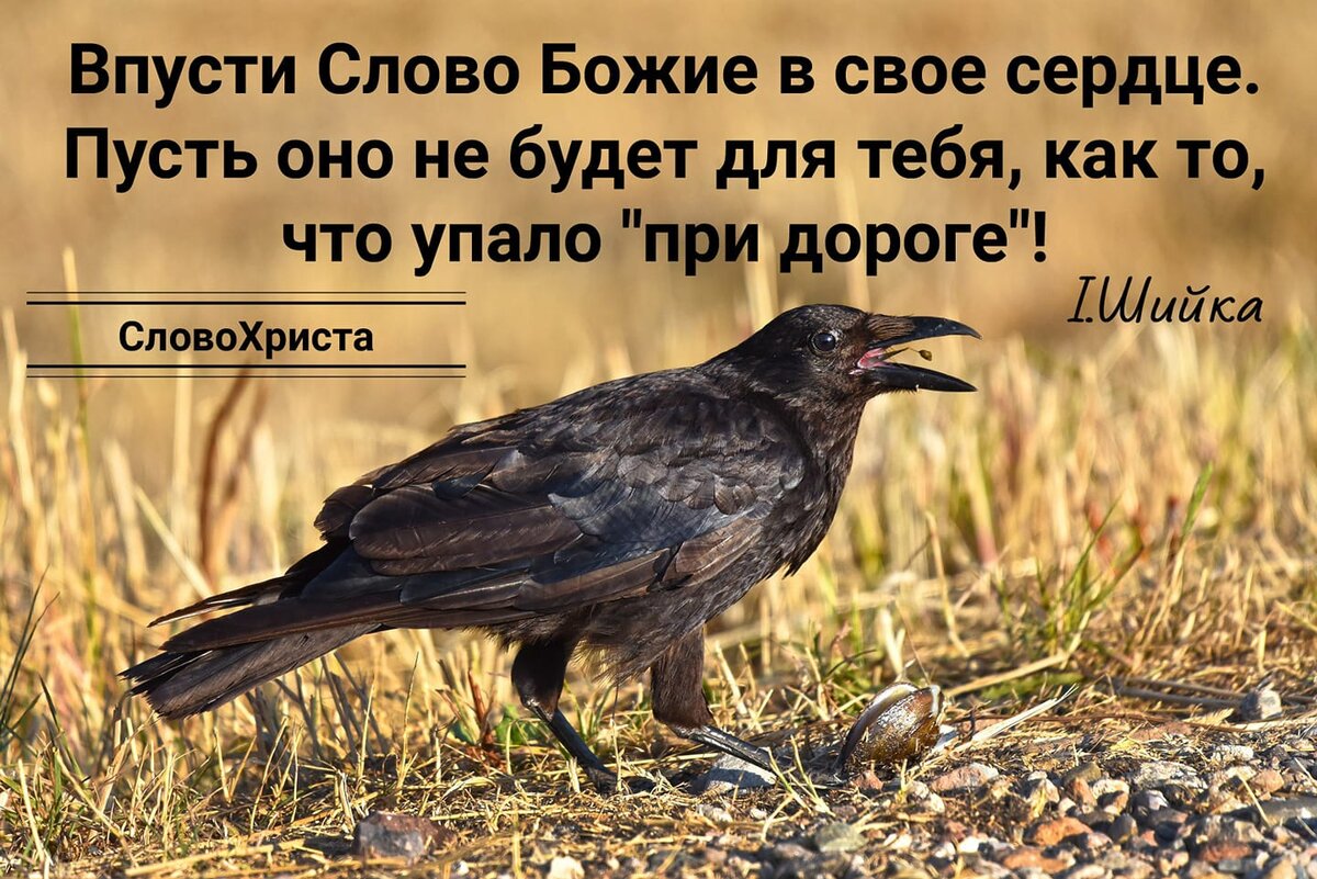 Семя, упавшее при дороге...