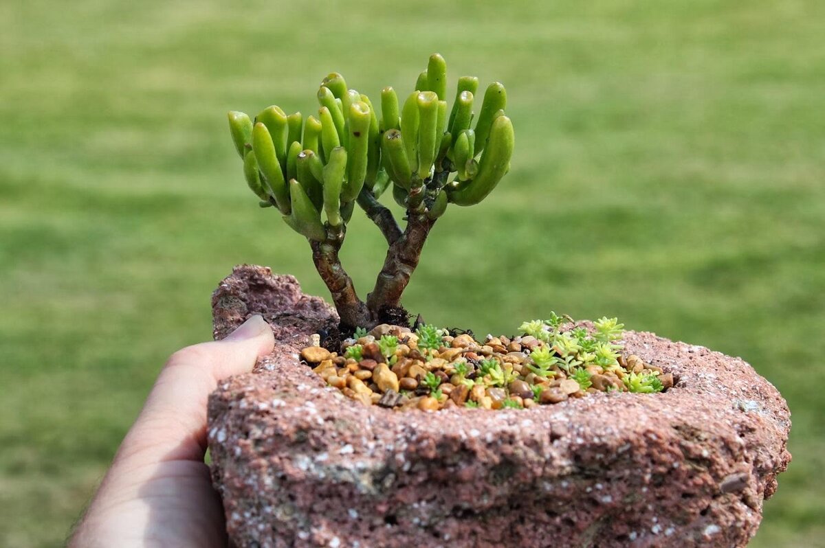 Крассула портулаковая Crassula PORTULACEA