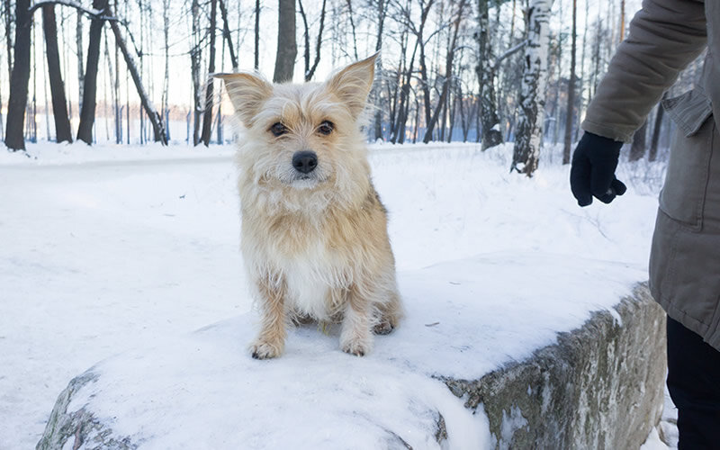 Метис Кнопка во время работы. Фото: А. Смирнов