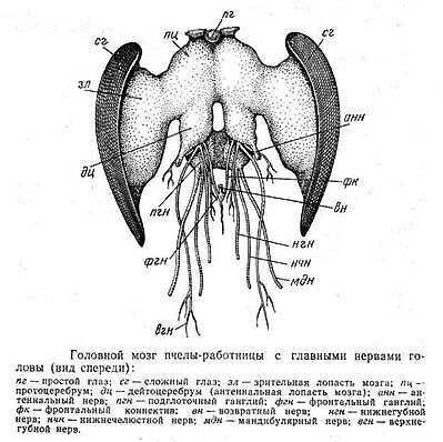 Фото с сайта apiary33.ru