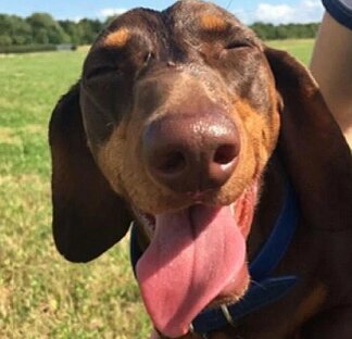 Фото: Emma Smith / @rolo.thehotdog