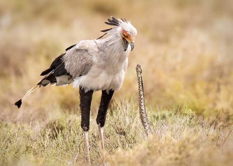 Животные, которые не боятся змей 