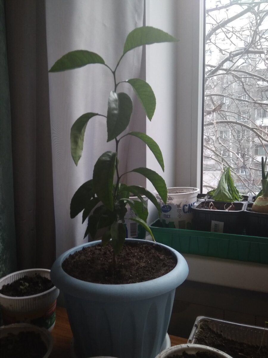 Как вырастить такого красавца ? Читайте далее ...